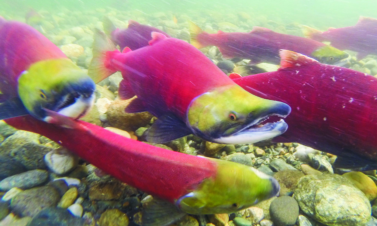 Salmon Migration Spectacular: Five Top Locations in British Columbia, Canada for Salmon Viewing